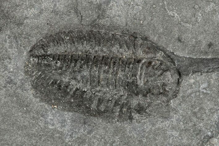 .4" Prone Triarthrus Trilobite Fossil - Ontario